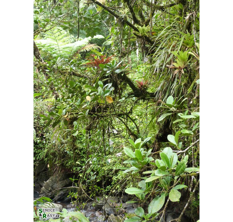 el-yunque-lowland-puerto-rico-2013-027