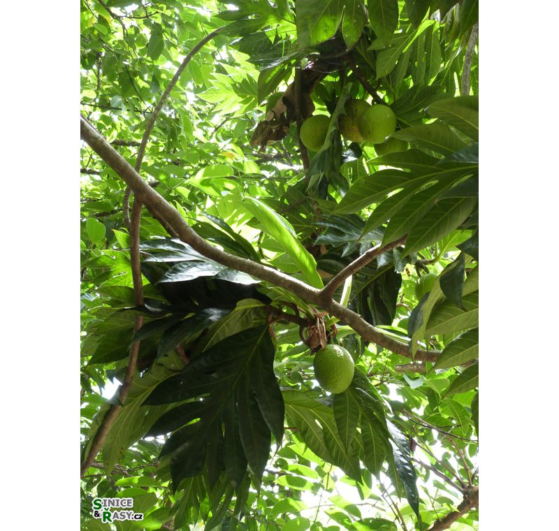 el-yunque-lowland-puerto-rico-2013-028