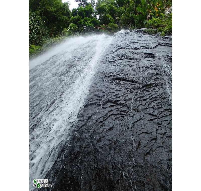 el-yunque-lowland-puerto-rico-2013-032