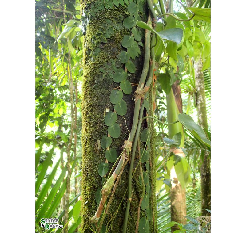 el-yunque-lowland-puerto-rico-2013-034