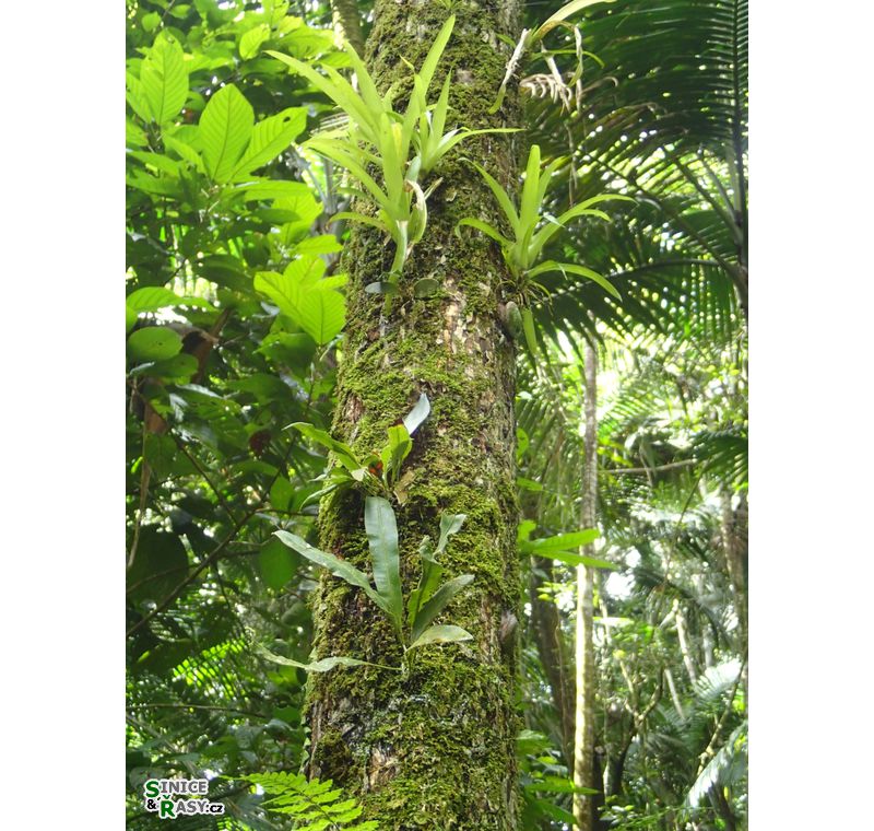 el-yunque-lowland-puerto-rico-2013-035