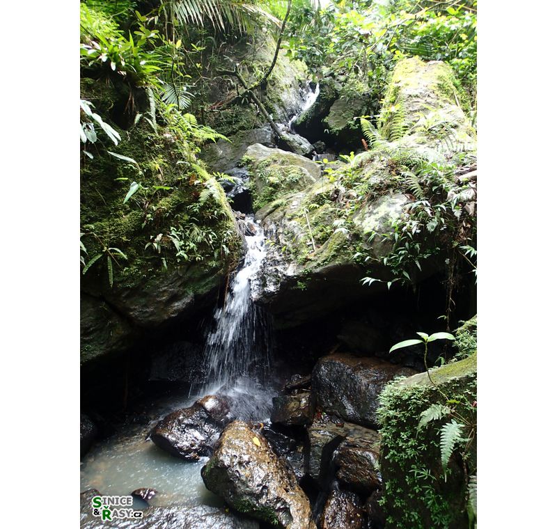 el-yunque-lowland-puerto-rico-2013-038