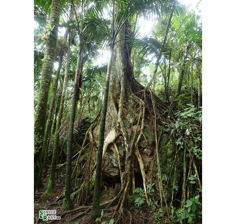 el-yunque-lowland-puerto-rico-2013-039