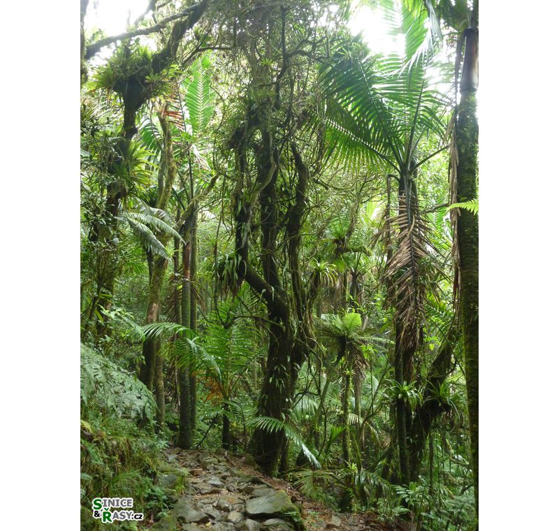 el-yunque-highland-puerto-rico-2013-013