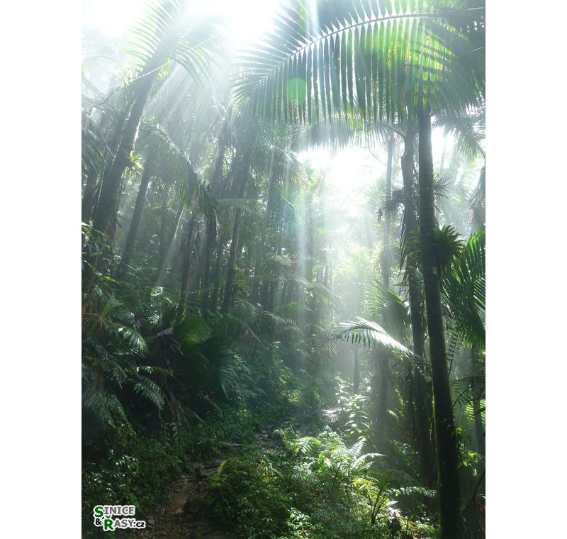 el-yunque-highland-puerto-rico-2013-014