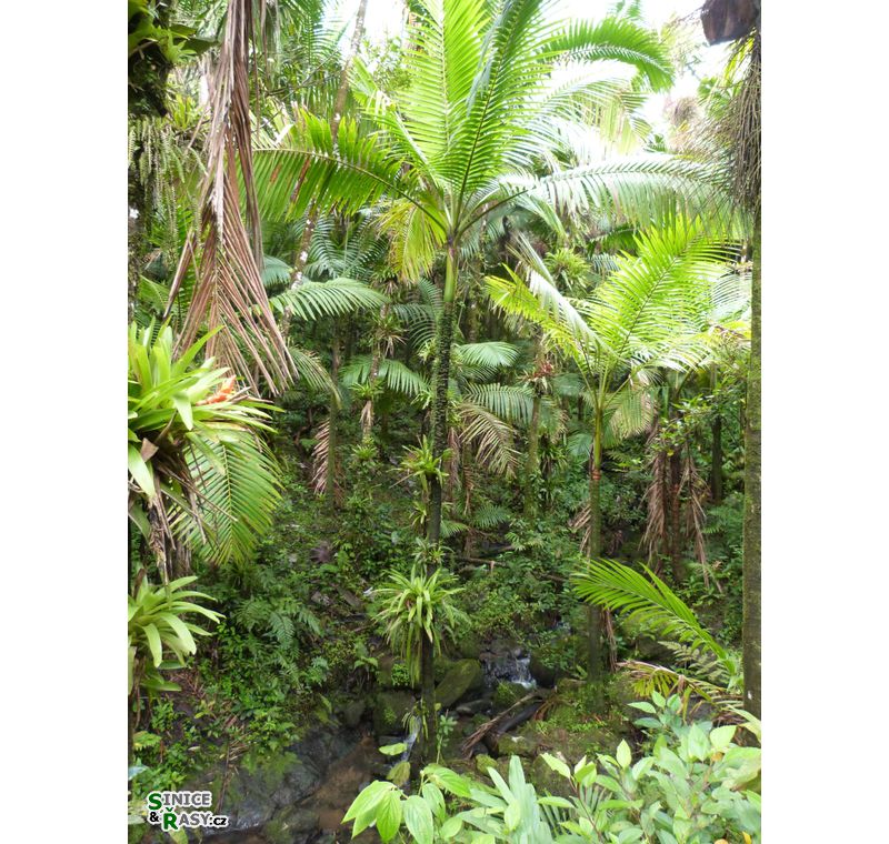 el-yunque-highland-puerto-rico-2013-025