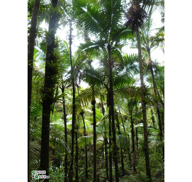 el-yunque-highland-puerto-rico-2013-026