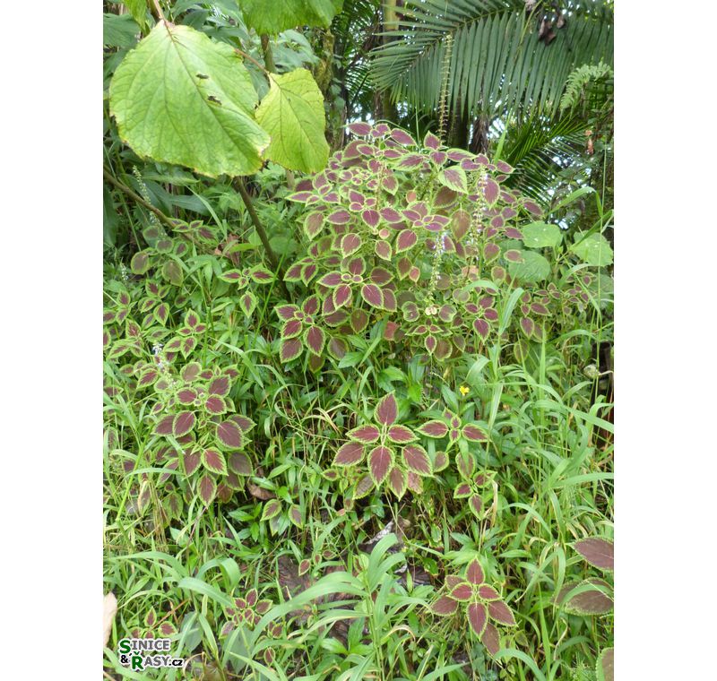 el-yunque-highland-puerto-rico-2013-038