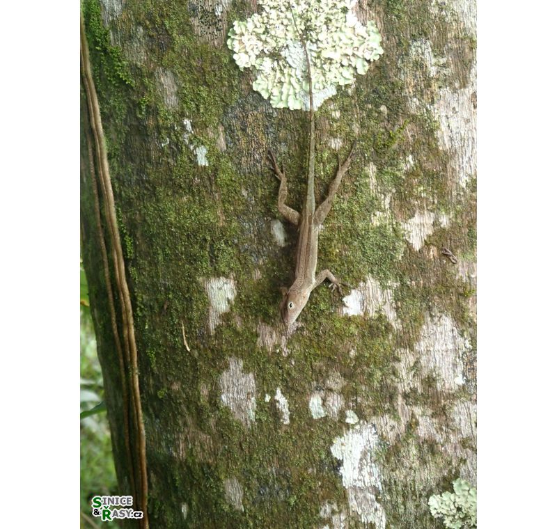 el-yunque-highland-puerto-rico-2013-042