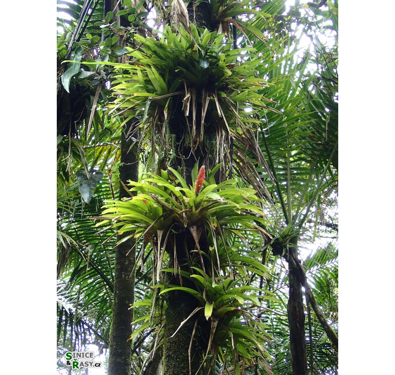 el-yunque-highland-puerto-rico-2013-044