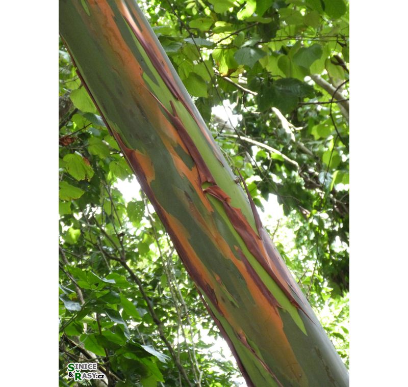 parque-de-las-cavernas-de-rio-camuy-puerto-rico-2013-015