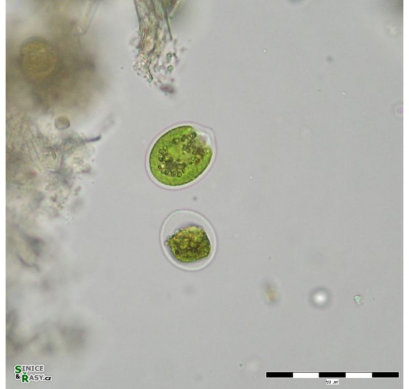 Chlamydomonas sp.
