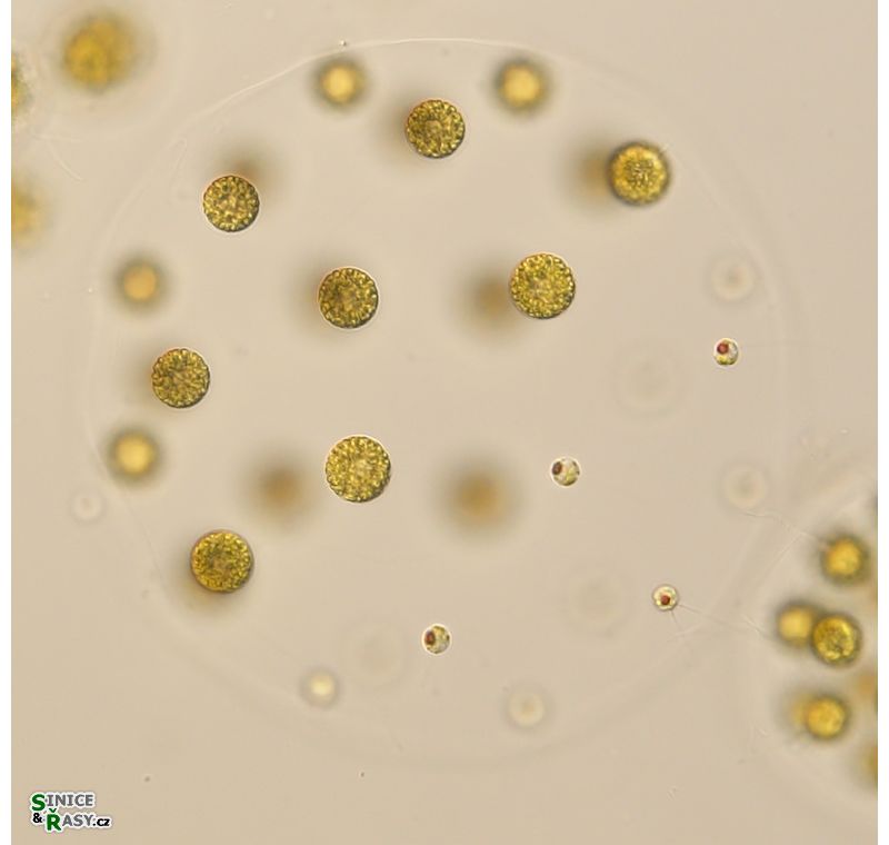 Pleodorina indica
