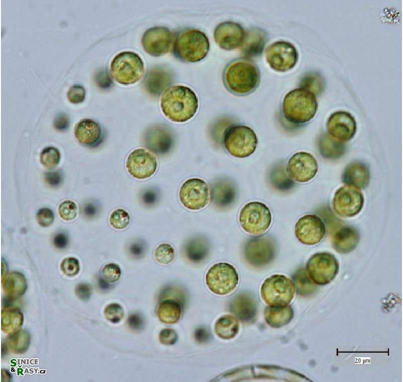Pleodorina indica