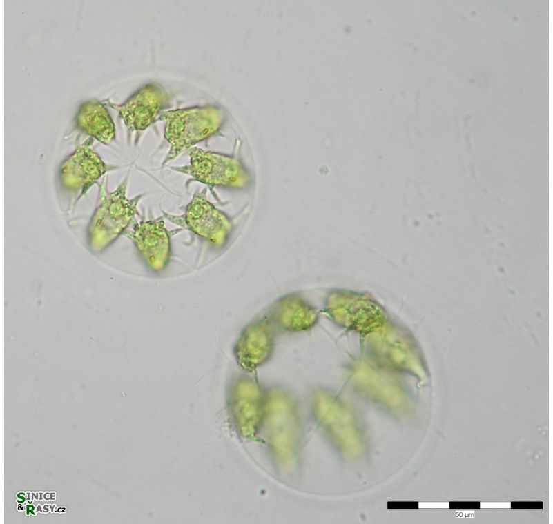 Stephanosphaera pluvialis