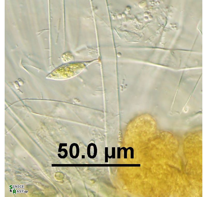Characium ornithocephalum