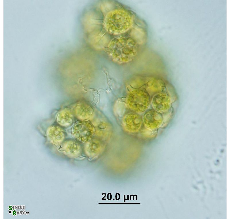 Hariotina reticulata 