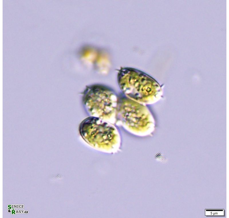 Desmodesmus denticulatus