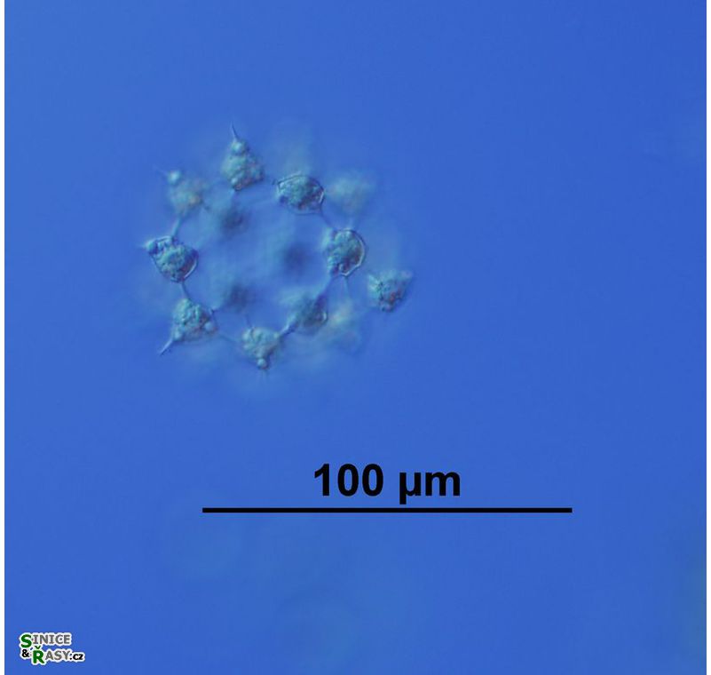 Ducellieria chodatii