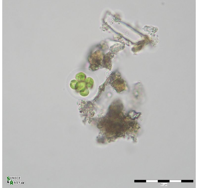 Heleochloris mucosa
