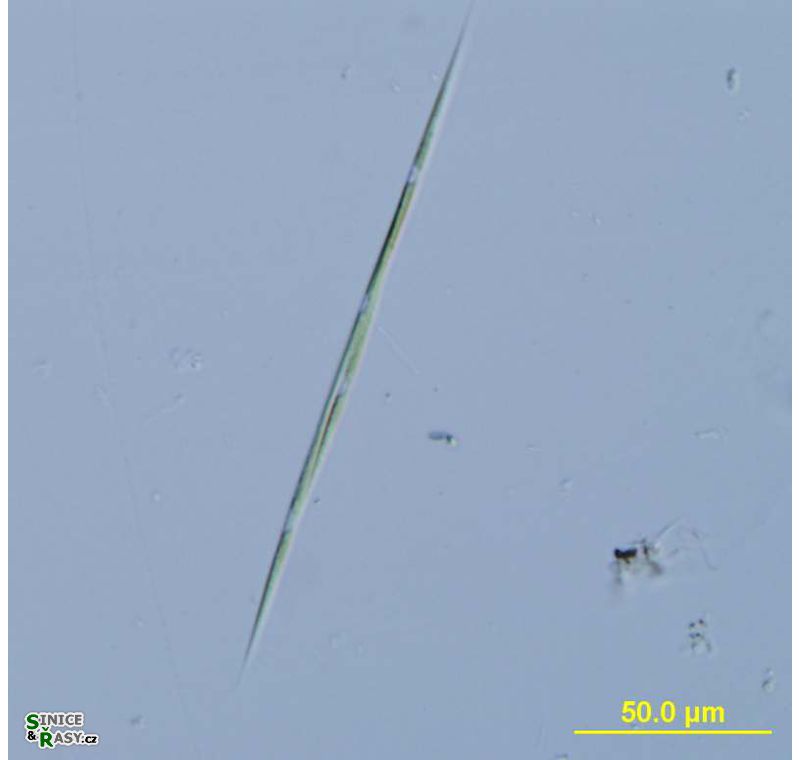 Monoraphidium