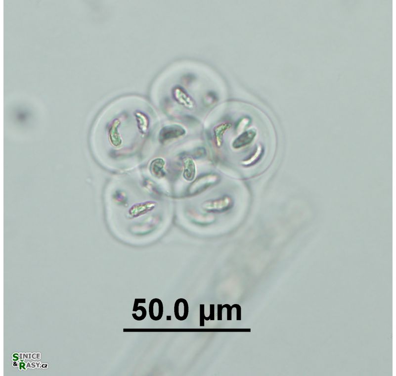 Nephrocytium limneticum