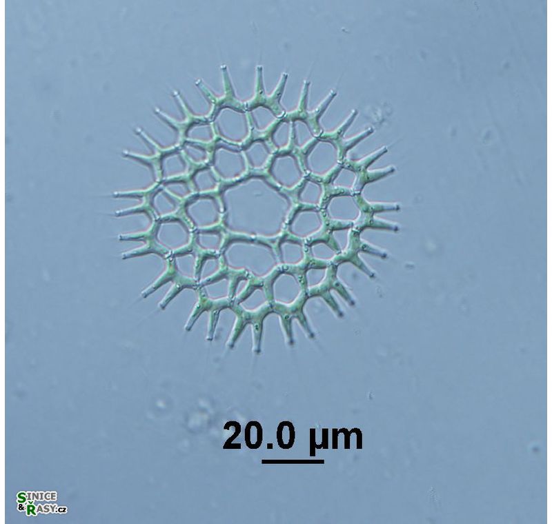 Lacunastrum gracillimum 