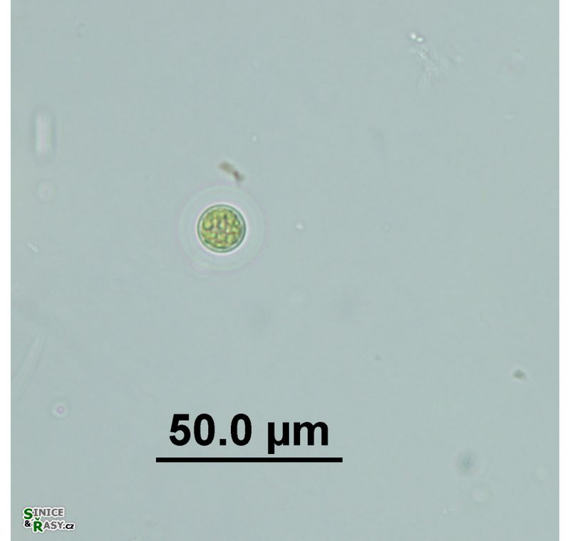 Planktosphaeria gelatinosa