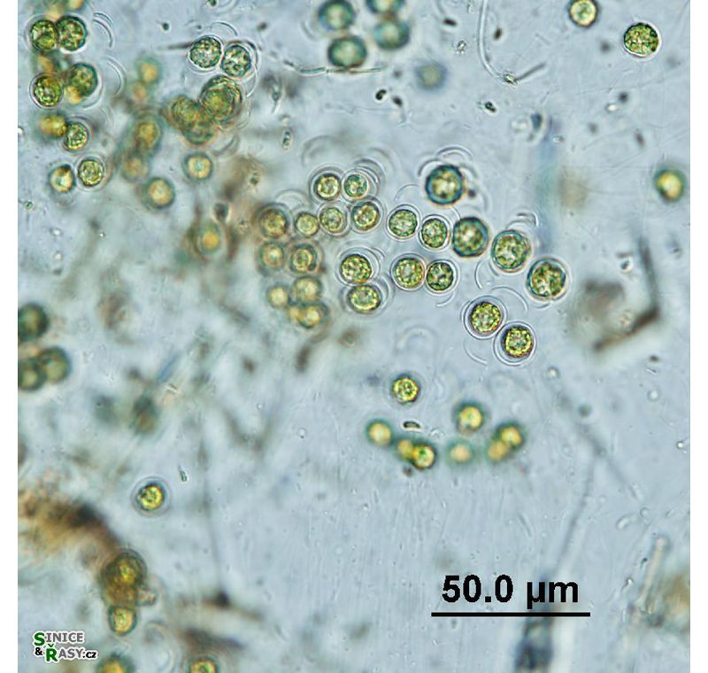 Schizochlamys gelatinosa