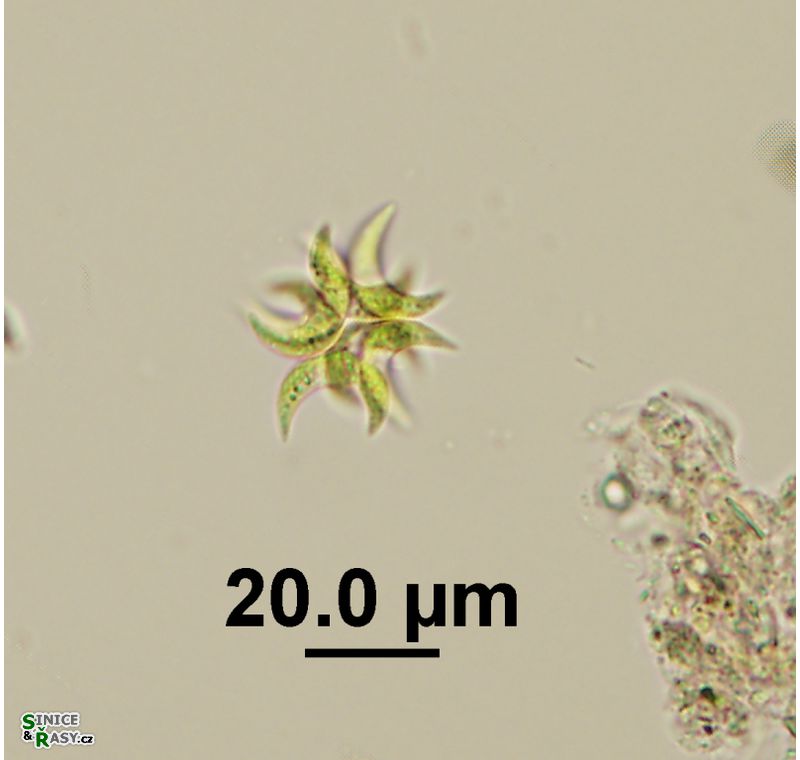Selenastrum bibraianum