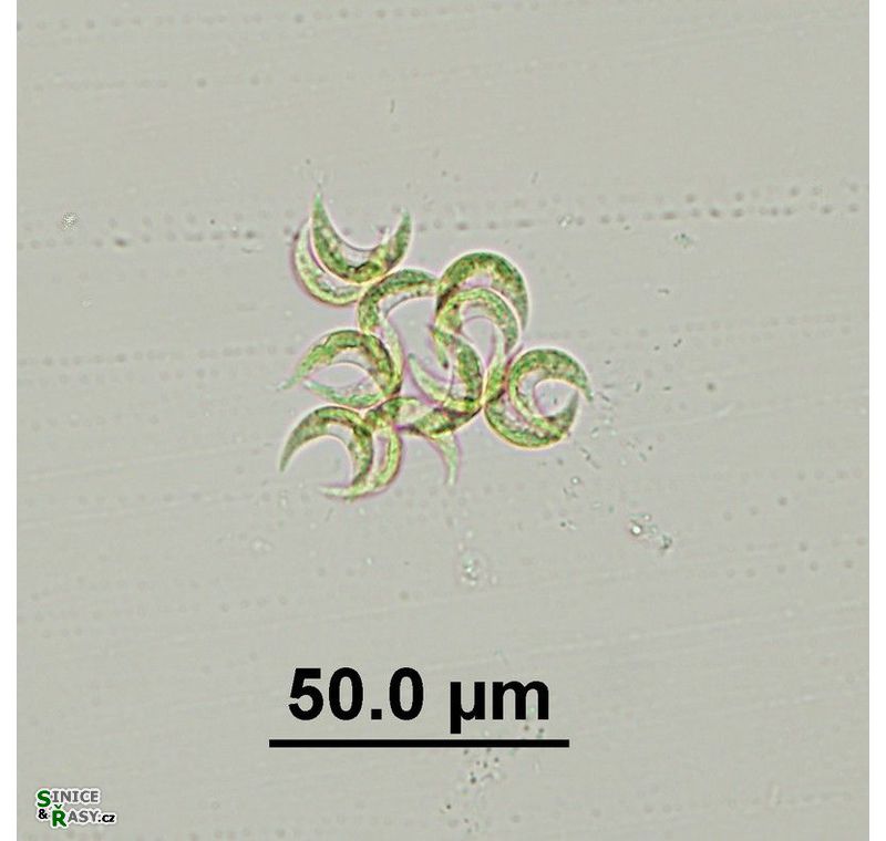 Selenastrum bibraianum