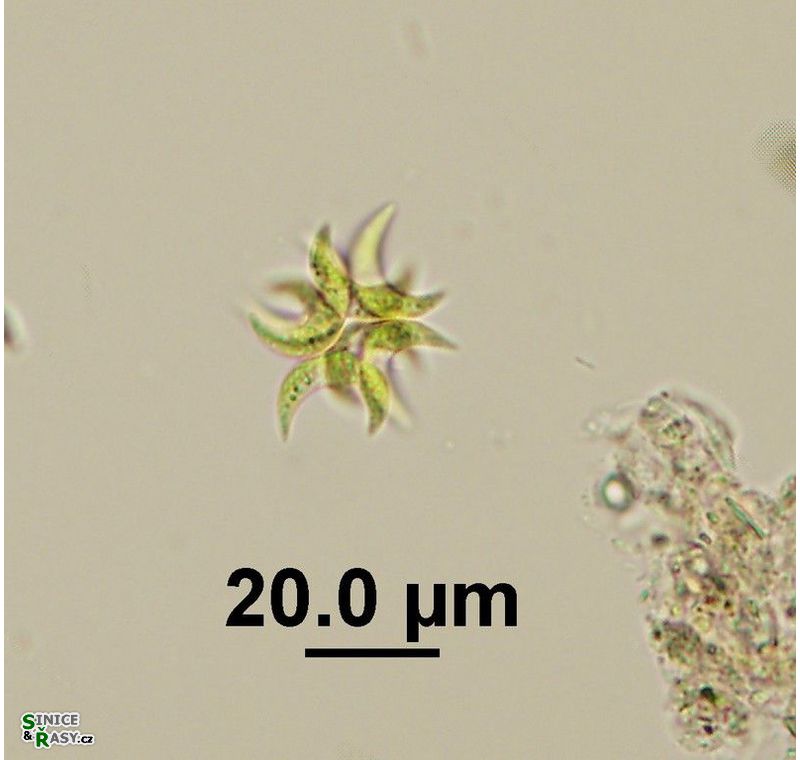 Selenastrum bibraianum