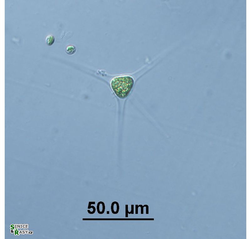 Treubaria schmidlei