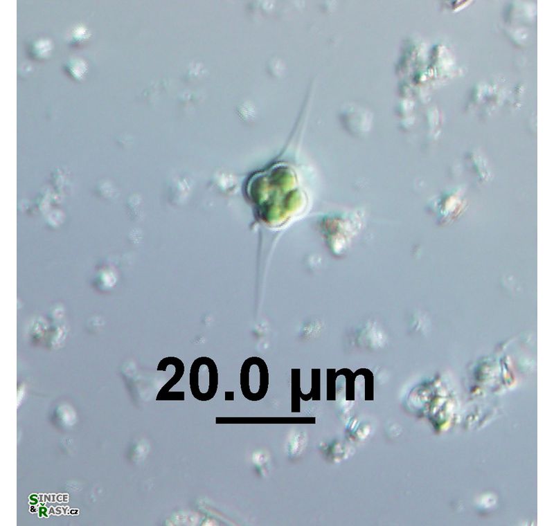 Treubaria triappendiculata