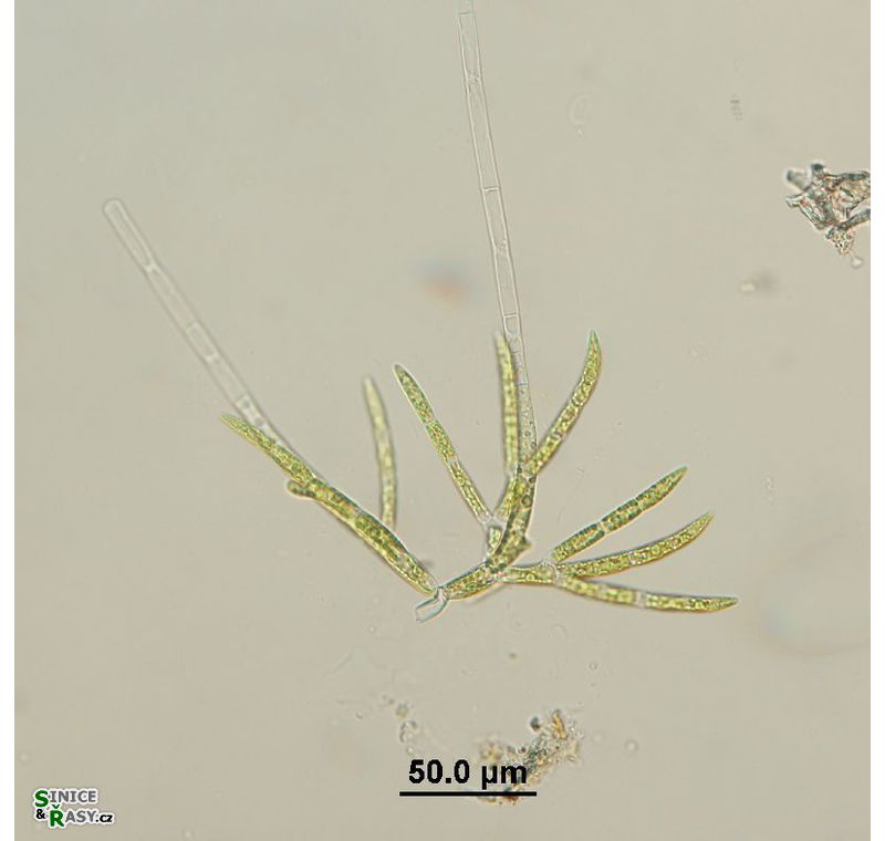 Chaetophora elegans