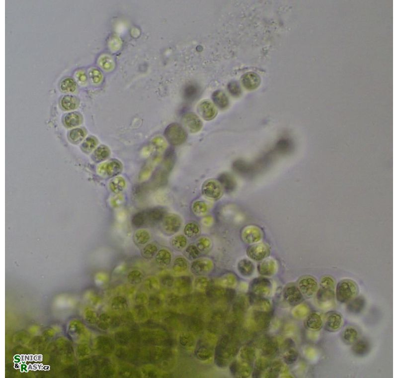 Coccobotrys