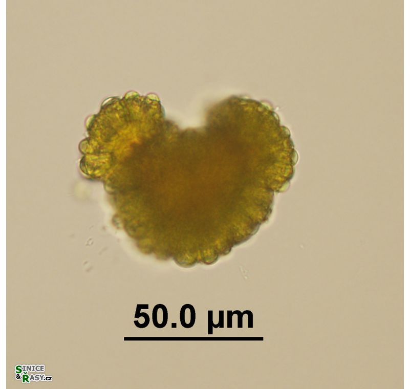 Botryococcus braunii