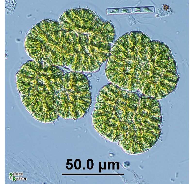 Botryococcus neglectus