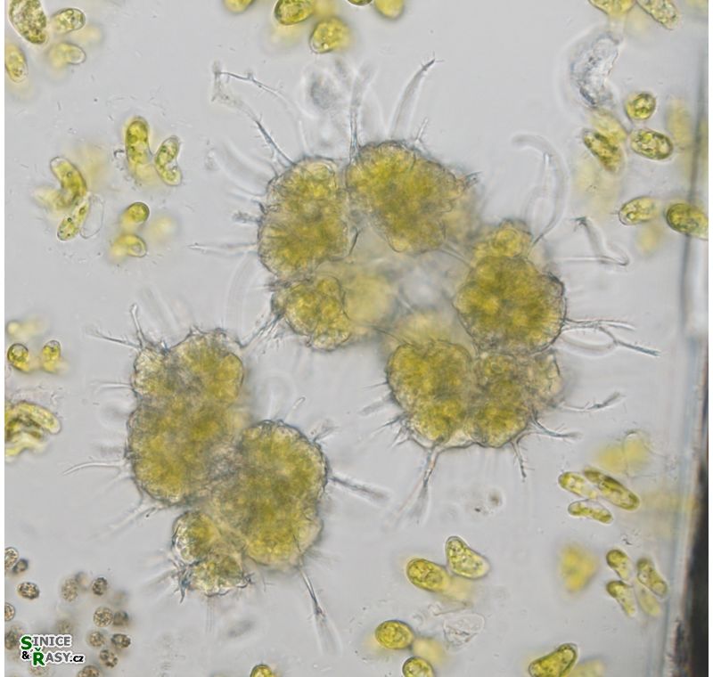 Botryococcus terribilis