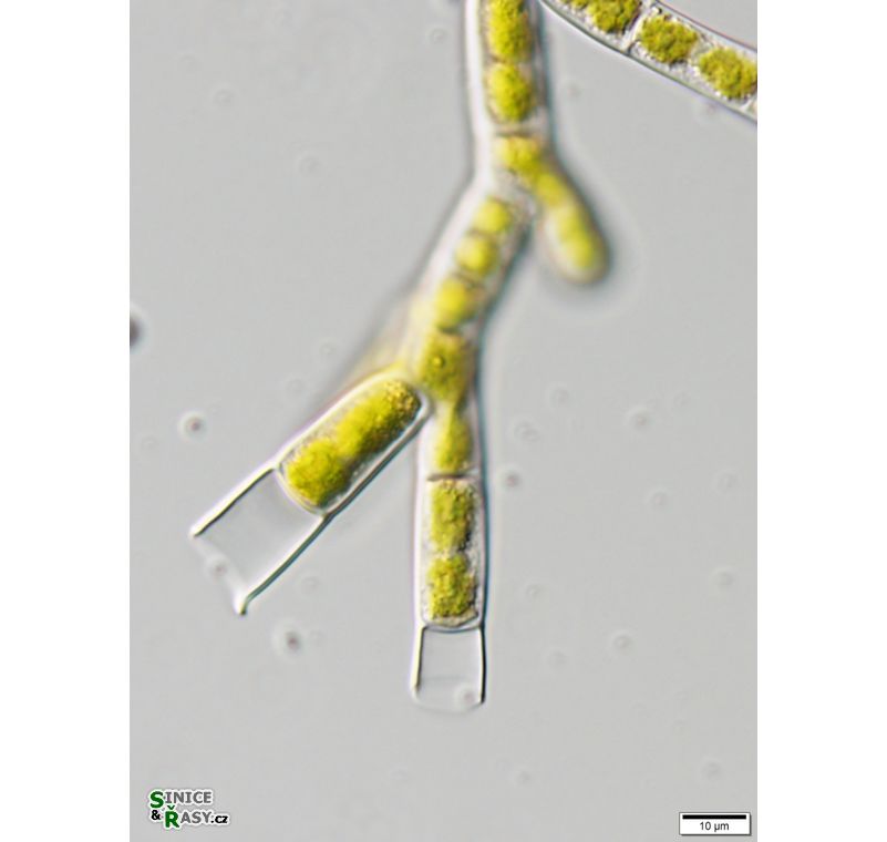 Ekerewekia churiensis