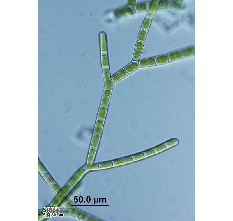 Ekerewekia churiensis