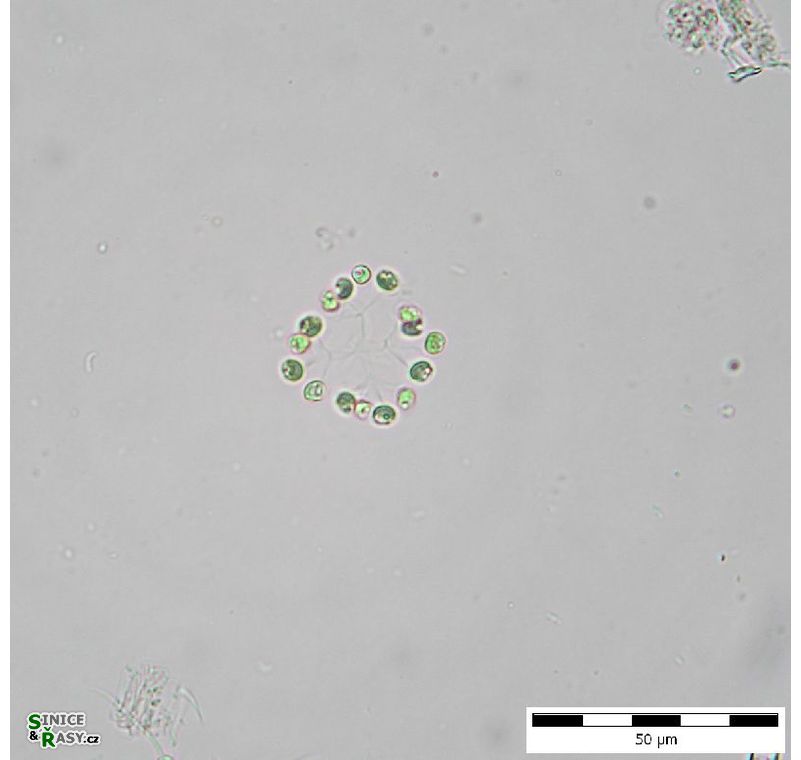 Hindakia tetrachotoma