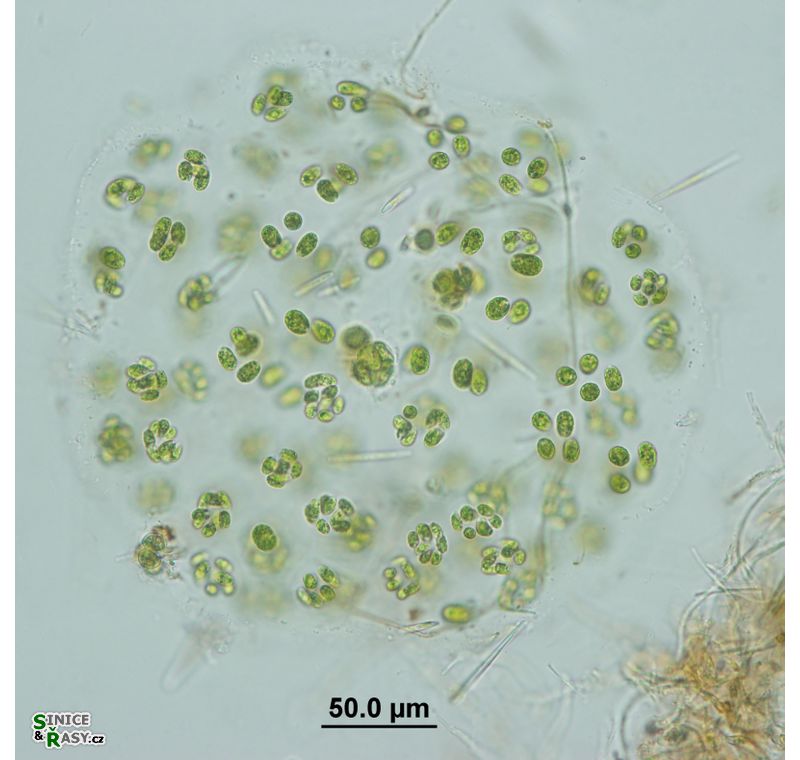 Oocystis