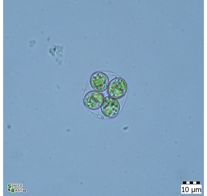 Oocystis marssonii