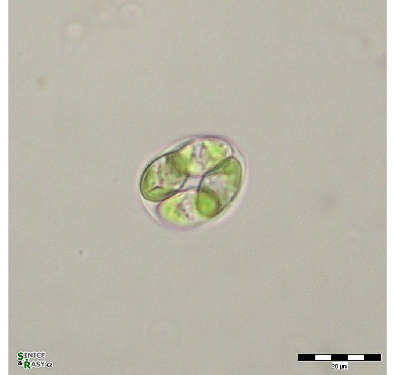 Oocystis marssonii