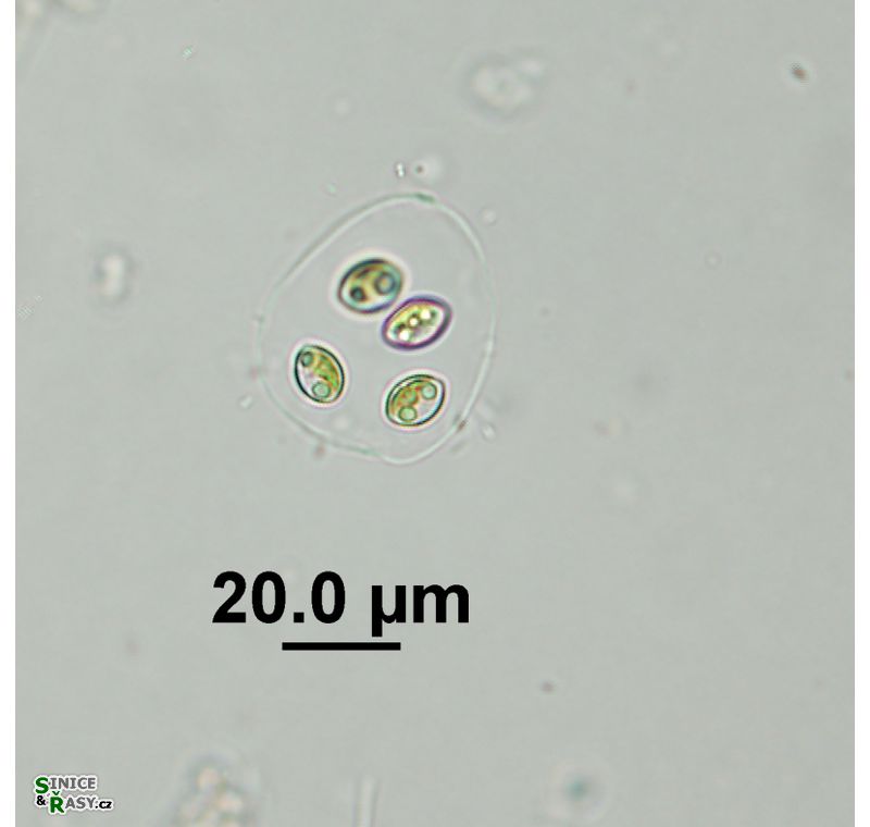 Oocystis parva