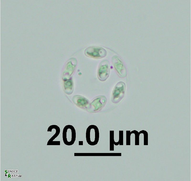 Oocystis cf. pelagica