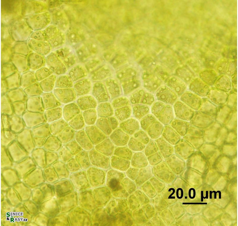 Ulva flexuosa