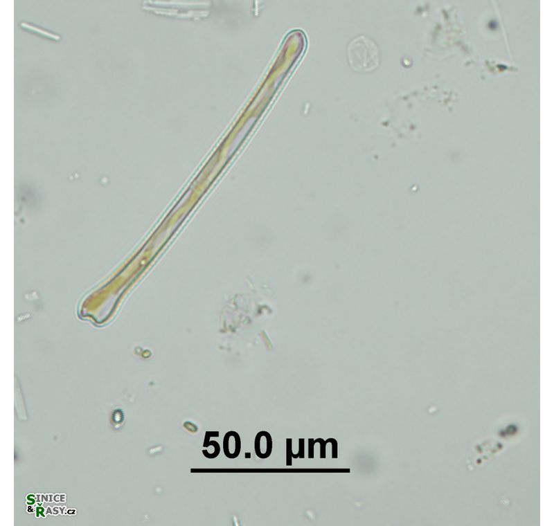 Actinella punctata
