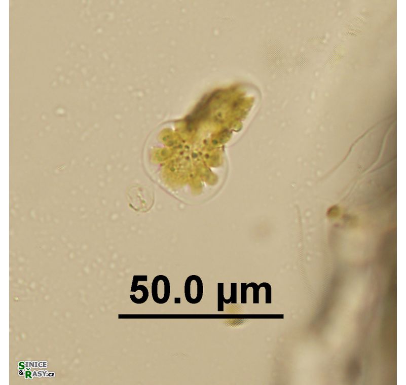 Amphiprora ornata